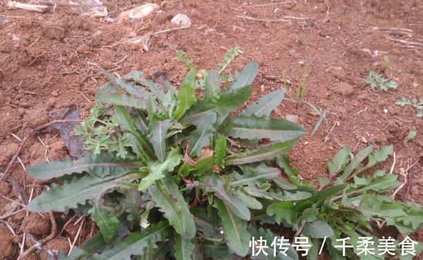 胆固醇|农村常见的3种野草，每一个都是“宝”，不仅清心明目，还抗衰老