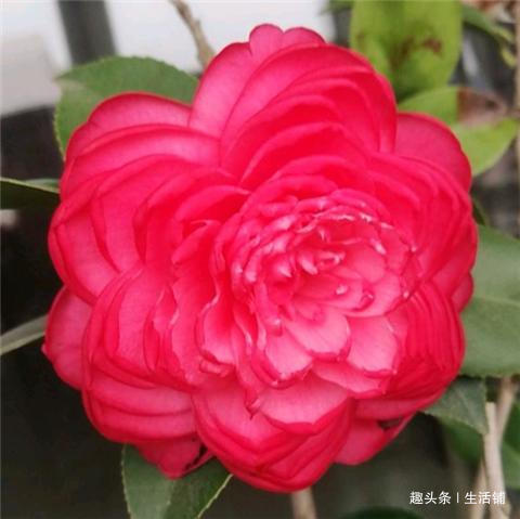 茶花开花少教你2招，花儿开满枝，年年开花多！