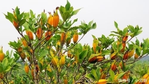 看上去特别|长得满树都是,摘完继续长,多到无人问津