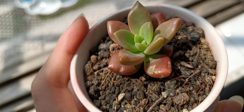 光照|8月养多肉植物,日常盆栽多注意这3点,茎叶不受牵连,唰唰掉