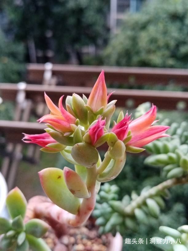 多肉入春易长“小尾巴”,别犹豫快掐掉,否则容易摊成“一张饼”