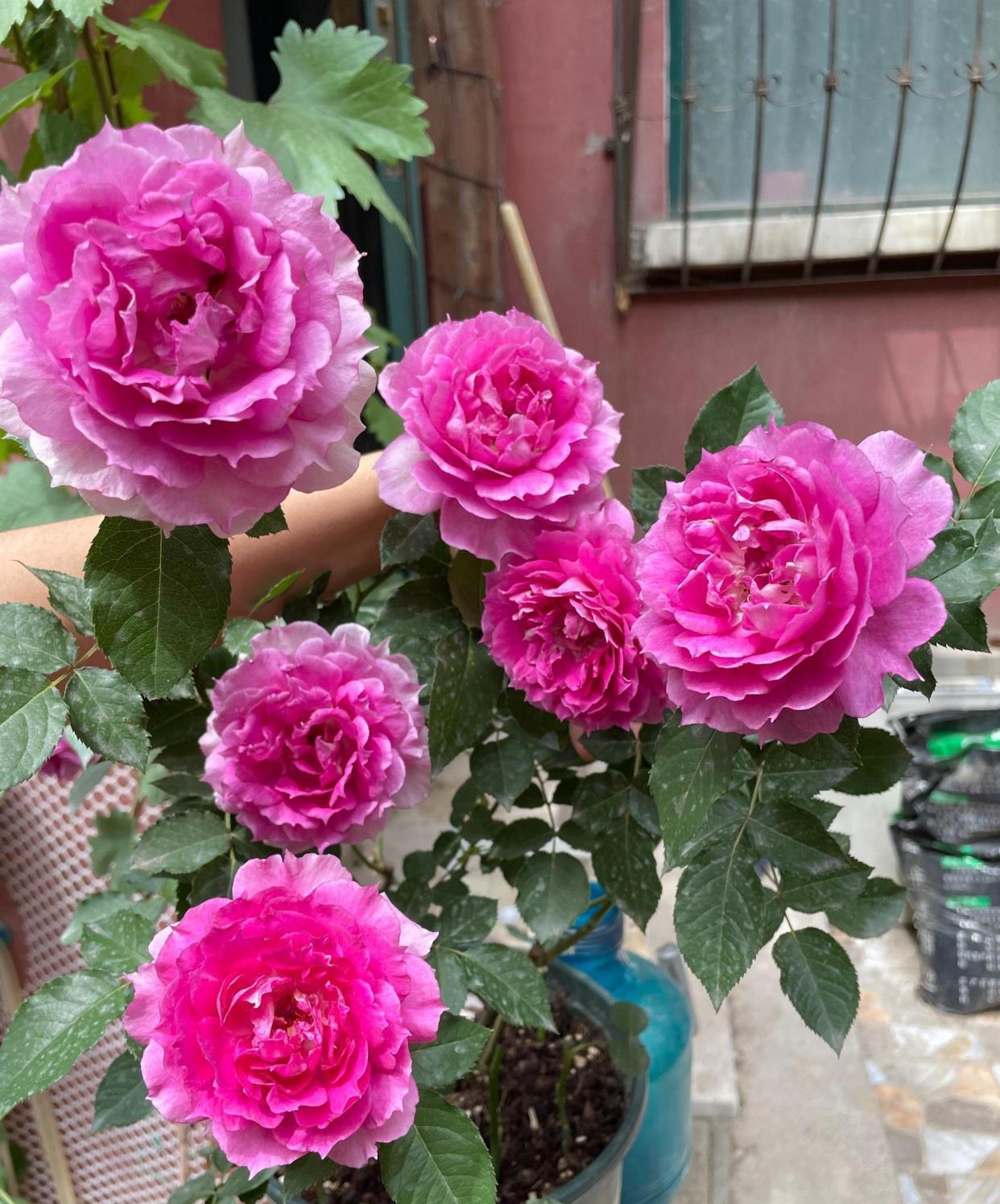 牡丹|阳台养花,养棵“天方夜谭”吧,美丽若牡丹,浓香四溢,多季花开