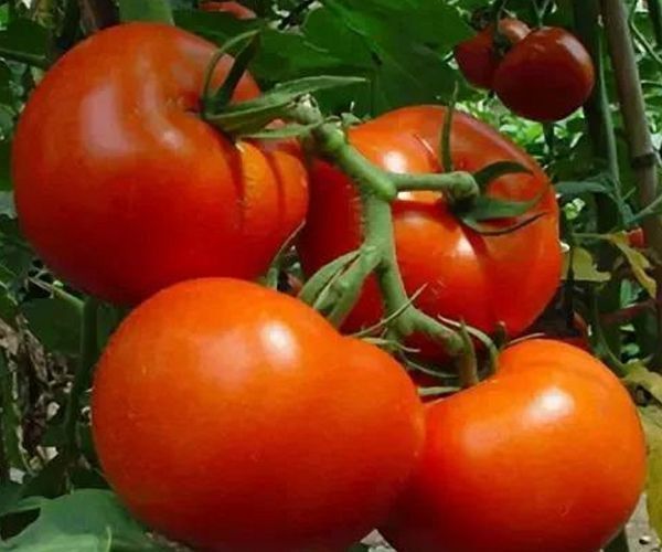 成熟剂|如何辨认打了激素的西红柿只需认清3点，就可以放心吃西红柿！