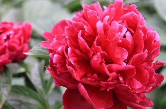 只需三招，让叶片发黄的牡丹国花恢复健康，长势迅速，不断爆盆！