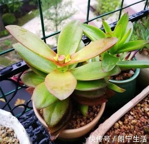 养多肉植物,做忌3点,难怪一养就徒长,现在改正还不晚