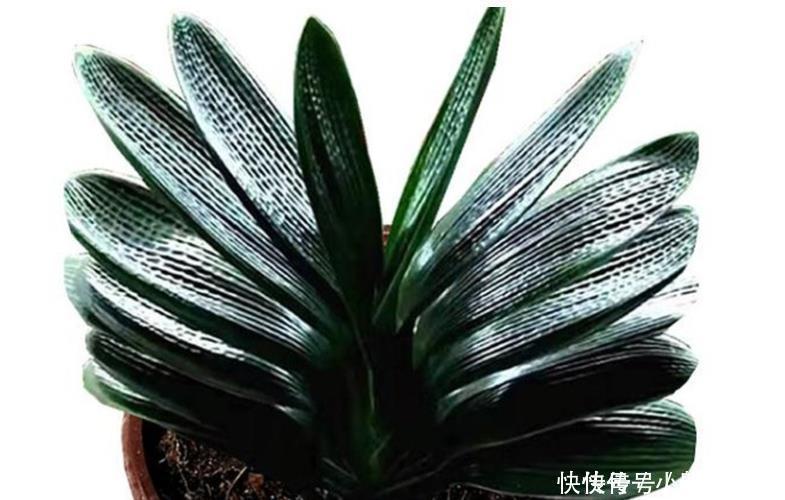 护根|养君子兰要先养好根，三种东西养根又护根，多年经验积累