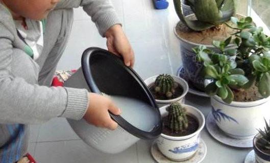 浇灌|淘米水浇花甭大意、随便!学会正确用法,养花才能盆盆长得旺