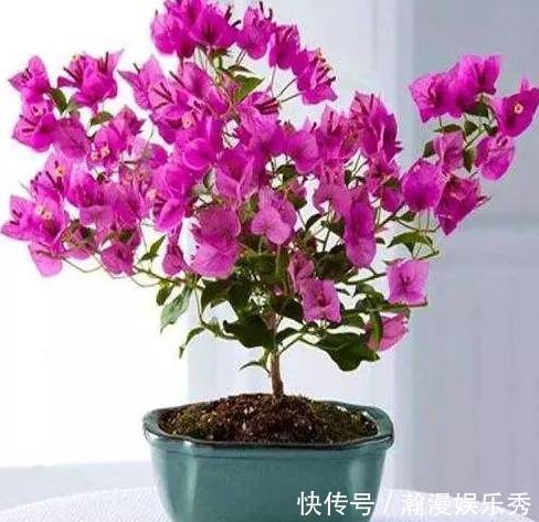 冬天冷、夏天热，养啥花好？扦插2种花卉，沾土就活、四季花开