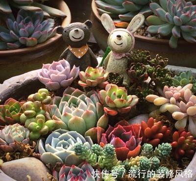 花卉|7种花，再心动也别买，带回家养不活，新手选择要慎重！