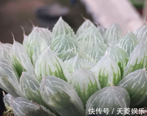 白斑玉露如何叶插教你3个叶插的小步骤，生根快速长势还旺盛