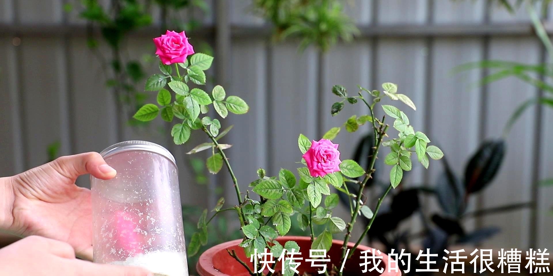 新买的月季小苗,4个关键处理好,根壮苗旺,卯足劲开花