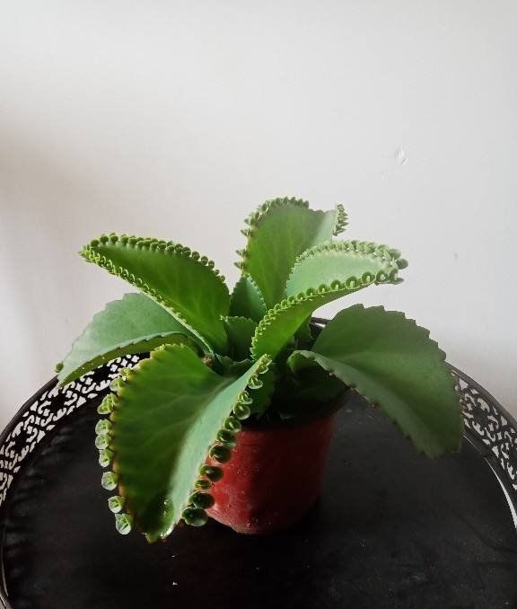 折腾不死的五种花，两个月不浇水，照样水灵灵