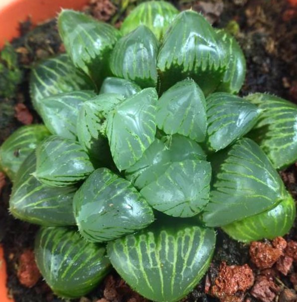 夏日炎炎,玉露就得“这么养”,能让叶子肉嘟嘟,更有养花体验