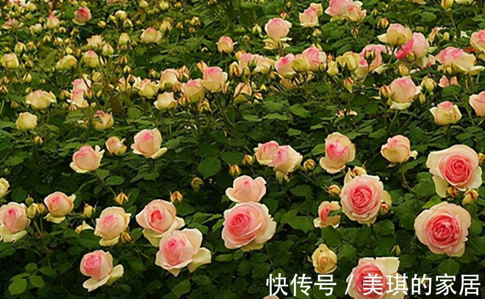 藤本月季是现在花后剪枝，还是冬天横牵春天剪枝好