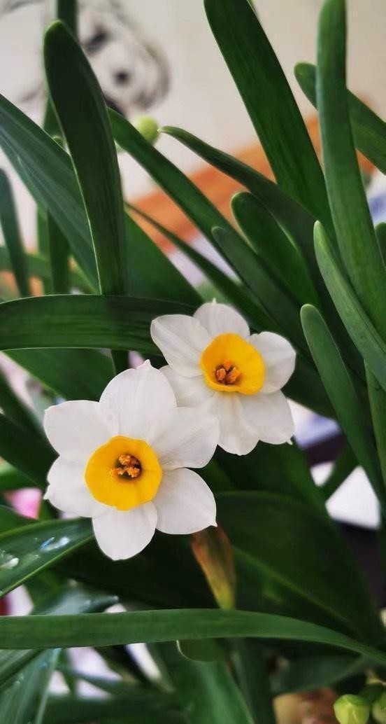 火爆|水仙花在冬天很火爆,盆里倒点水,种球放水里,花瓣开到春节