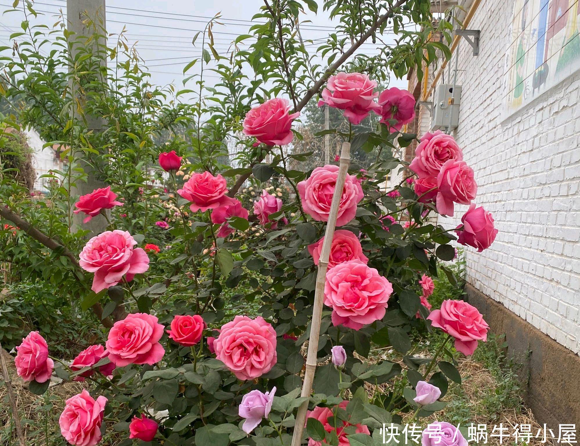 花苞|月季花的花苞和嫩叶长着长着就畸形了是怎么回事?一种小虫在作怪