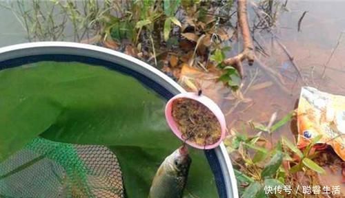 海竿|野钓狠招数:海竿盒饭钩钓法,不怕水底淤泥和走水,上钩全是大货