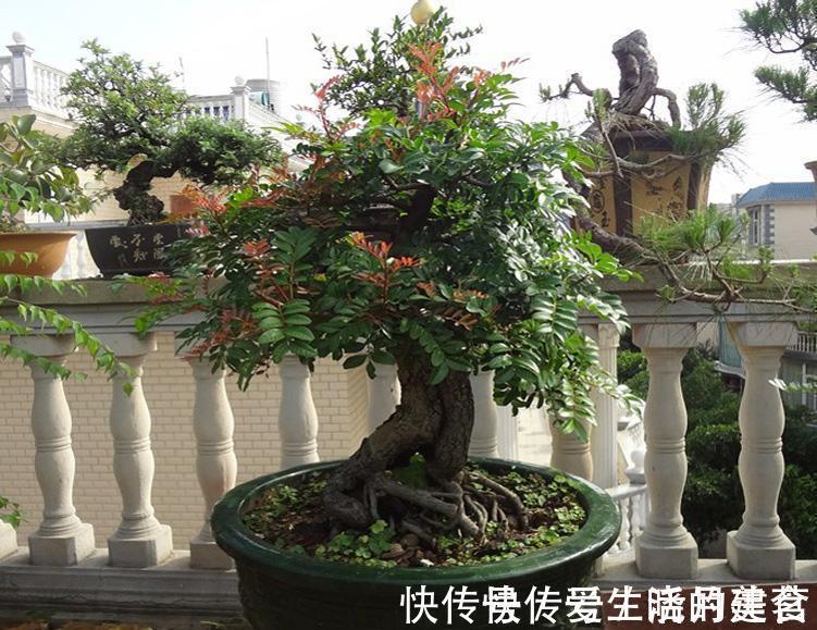 盆景|动辄上万的清香木盆景,如何采桩,怎样栽培