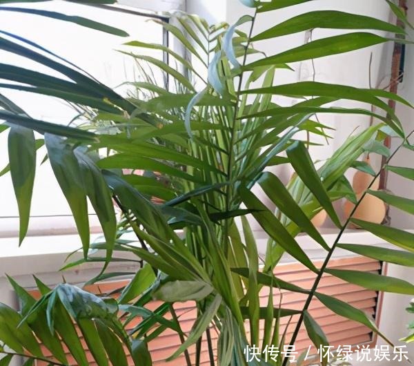 试试|散尾葵是什么神仙绿植,教你几招,养的枝繁叶茂,快来试试