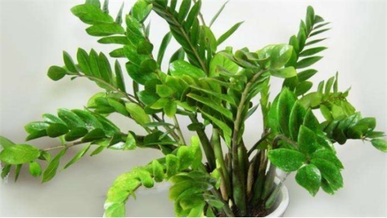植物|3种摘片叶子就能活的花,懒人最爱,俩个月就爆盆!