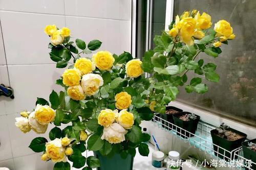 淘米水中加点料,就是万能养花水,给花喝一勺,养啥都旺