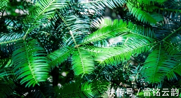 院子里种4种树，注意辨别“公母”，选错了只开花不结果