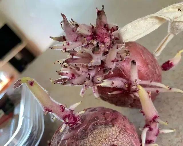 生物|土豆发芽有多恐怖!26张照片告诉你,它才是这个星球最神奇生物