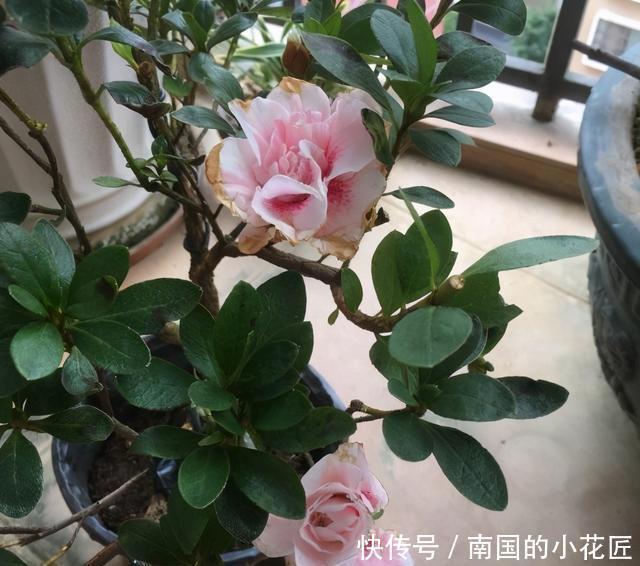 花市的杜鹃开得正艳,买盆回家养,养的时候注意,小心掉叶子