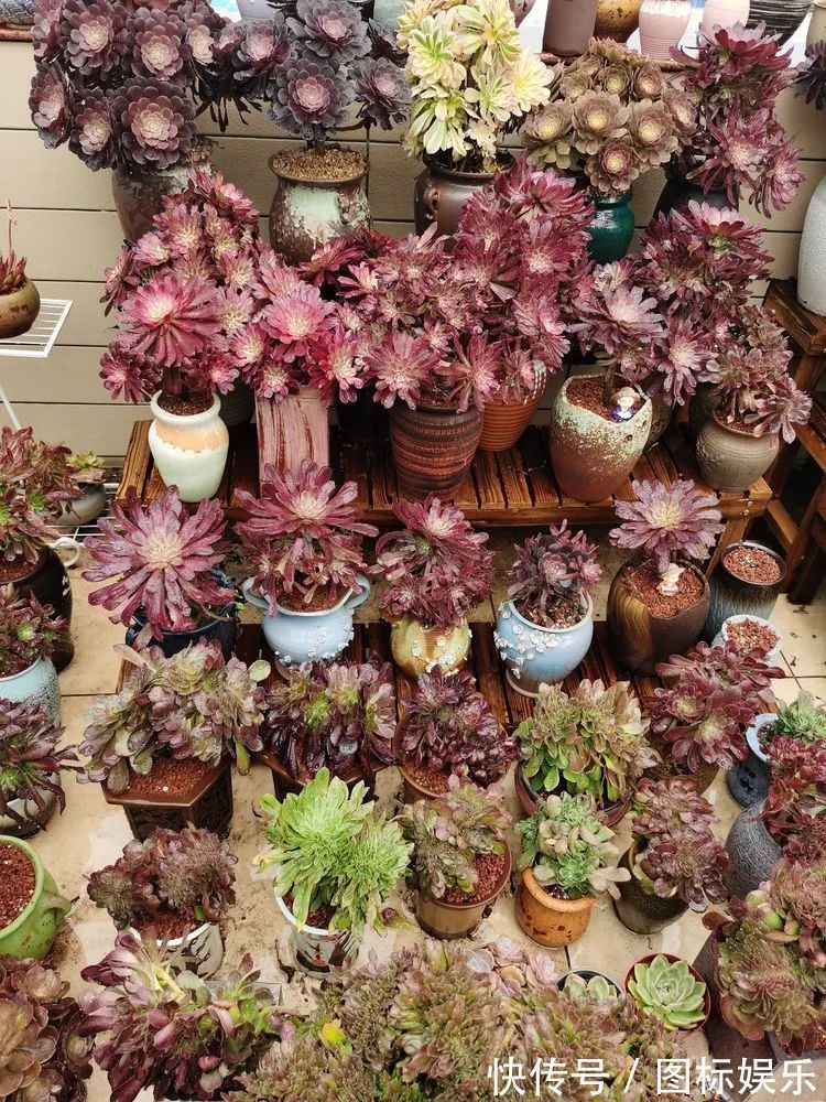 遇见,是一生!遇见多肉,是我的余生和全部!