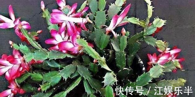 浇水|蟹爪兰发出这个“信号”,一定不要忽视,是在提醒你