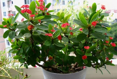 “懒人”养花，没有时间、精力照顾，盆栽花草就选这“4样”