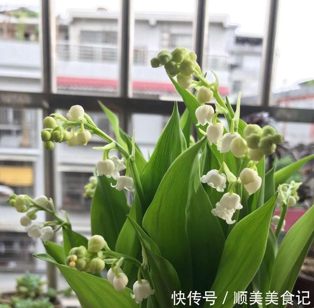 空气|俗话说人养花，花养人，这5种花放在家里好处多，全家老少更健康