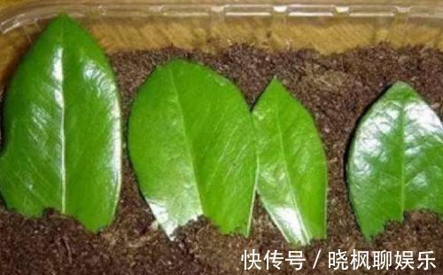 “镇宅树”不用买，把叶子剪下来，放土里就“生根”，变盆栽！