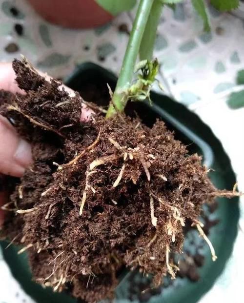 想要提升扦插育苗的成活率？按这步骤来，生根率高得多