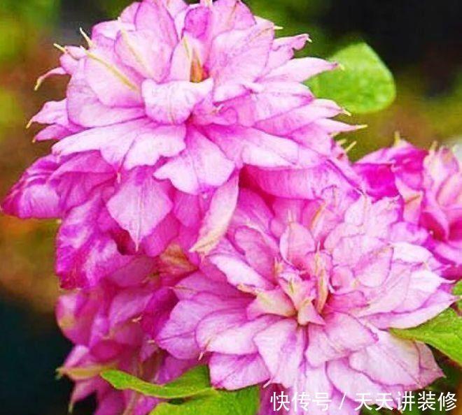 适合庭院养护的爬藤植物,开花上千朵,花色艳爆成花墙