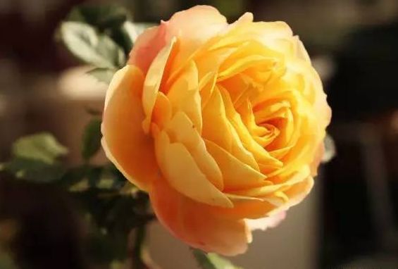 喜欢菊花,不如养盆“高档玫瑰”浪漫宝贝,美丽妖娆 美丽舞魅