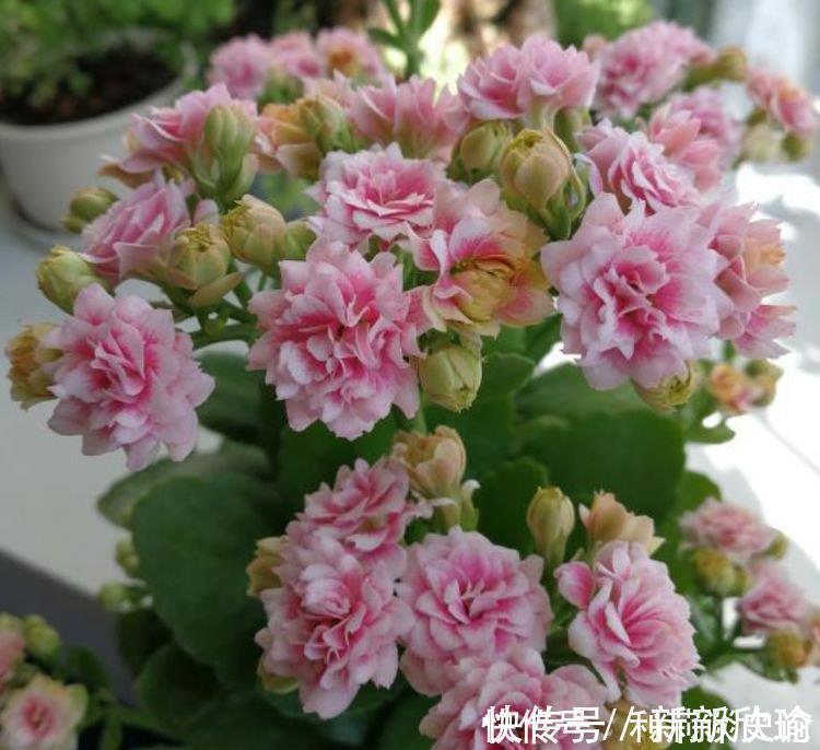 长寿花|开花最香的4种花,家里养一盆,满屋飘香,比绿萝好养