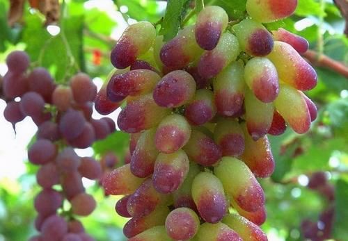 肌肤|夏季养生，女性不妨常吃3种食物，滋养肌肤，排毒抗衰老