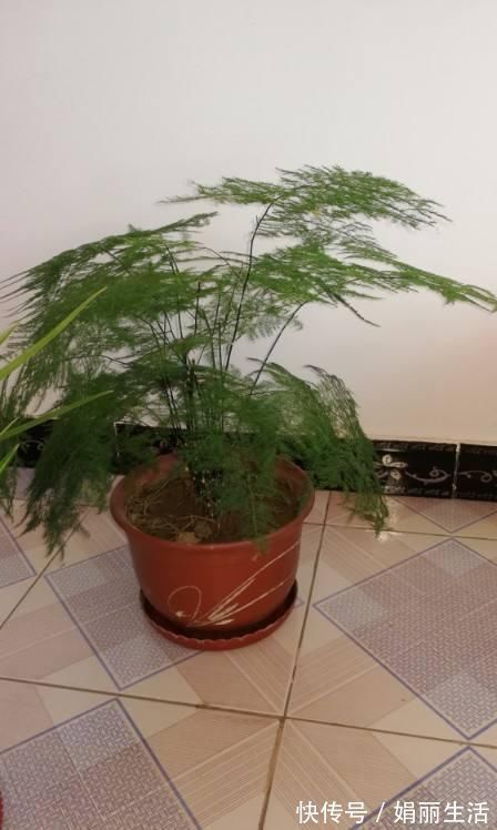 花友们|这种“养人”花,窗台客厅摆一盆,干干净净又杀菌