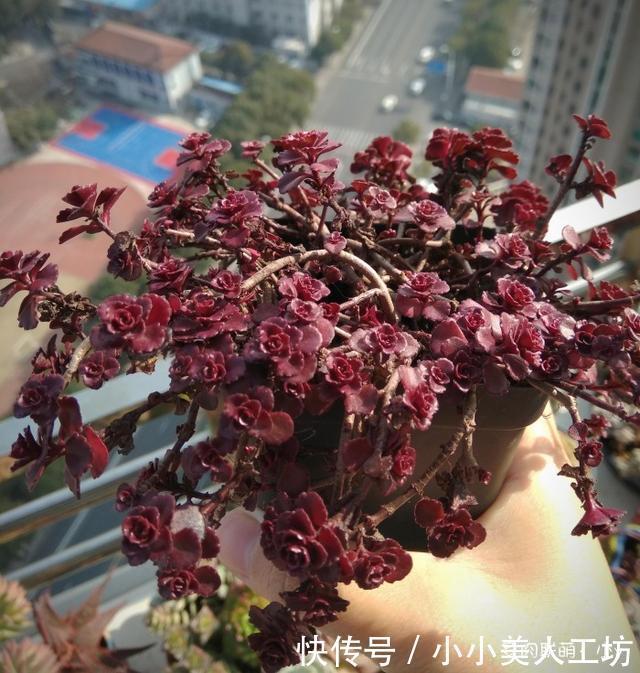 小球|小球玫瑰的逆袭,一年里开枝散叶