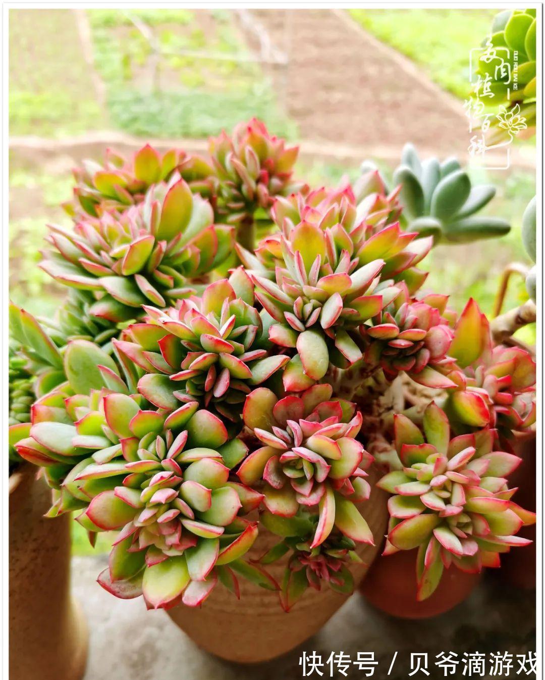 养多肉是喜欢，顺其自然是心境！