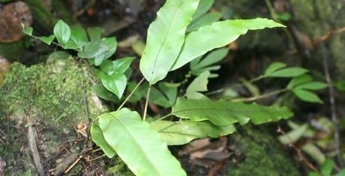 根茎|人称“金汤匙”,根茎横着走,民间用处大,遇到别拔掉