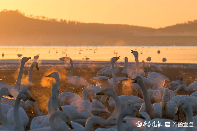 日出、湖畔、天鹅…初冬的威海荣成天鹅湖，美的不像话|情报站| 天鹅湖