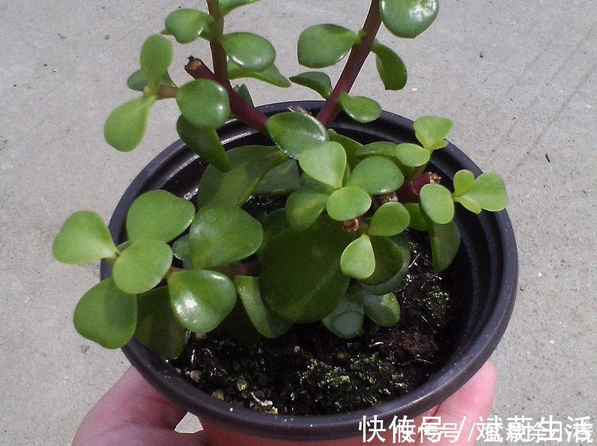 扦插金枝玉叶,用1招,长根快,成活率高达99%