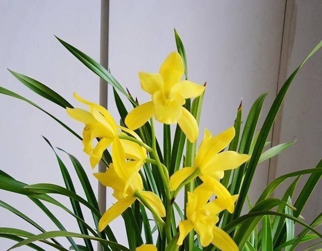 建议夏天遇到此兰花，别手软，多买些，能让你“清凉一夏”！