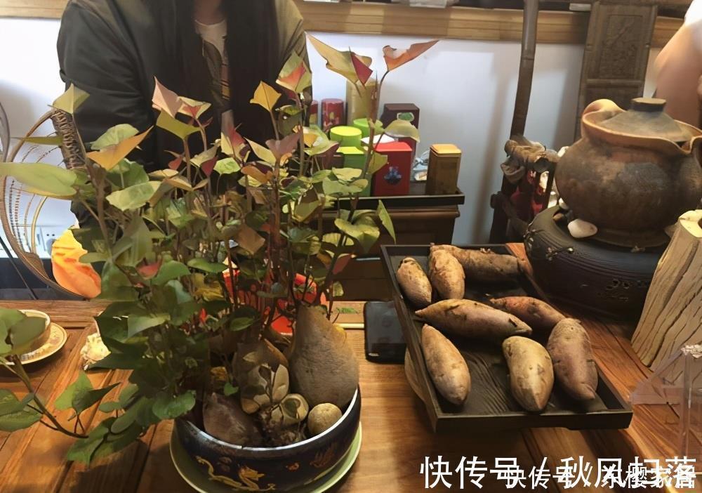 小森林|蔬菜中的“皇后”,比绿萝还好看,一个月长成小森林,天天炒菜吃