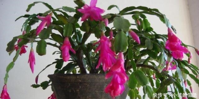 蟹爪兰嫁接很简单,做好细节就能成功!蟹爪兰嫁接很简单,做好细节就能成功!