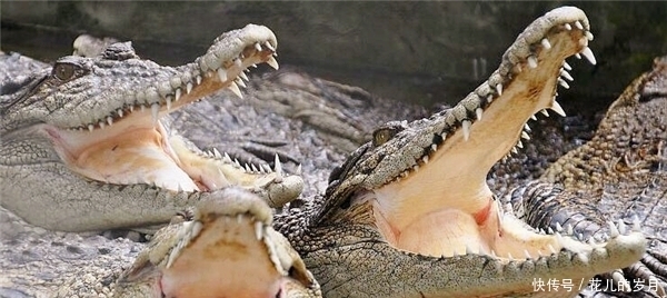 鳄鱼|当年在缅甸岛上，荷枪实弹的1000多名日军，为何几乎被鳄鱼吃光