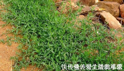 喂猪|农村一种似竹子的野草,过去常用来喂猪,但营养高,煲粥味道鲜美