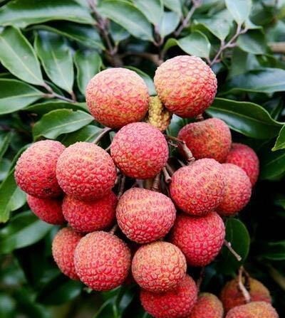 可溶性纤维|女性不愿早衰,推荐多吃3种食物,滋阴补气、补血补肾